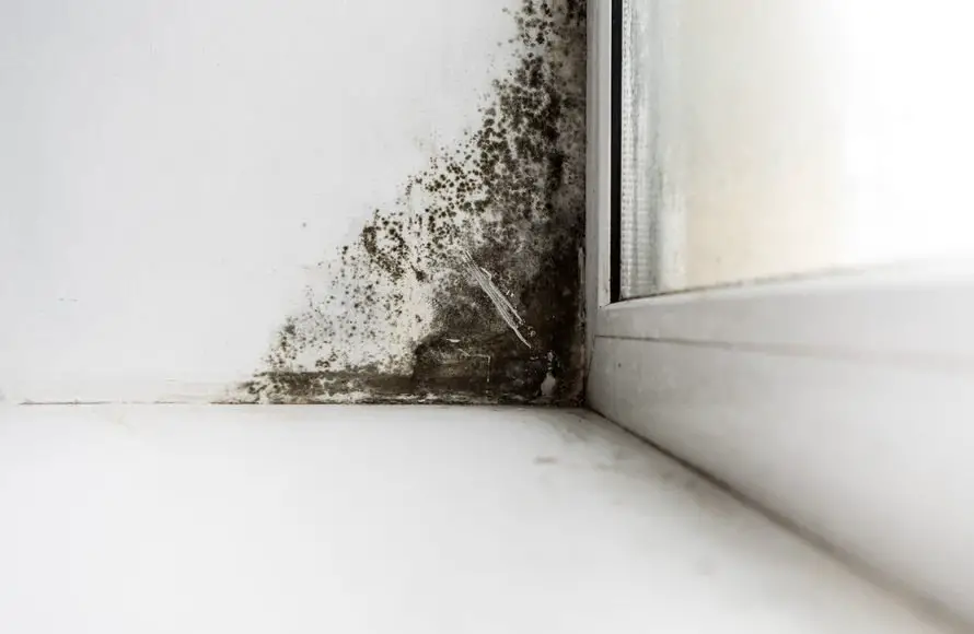 How Long Will It Take For Black Mold To Grow
