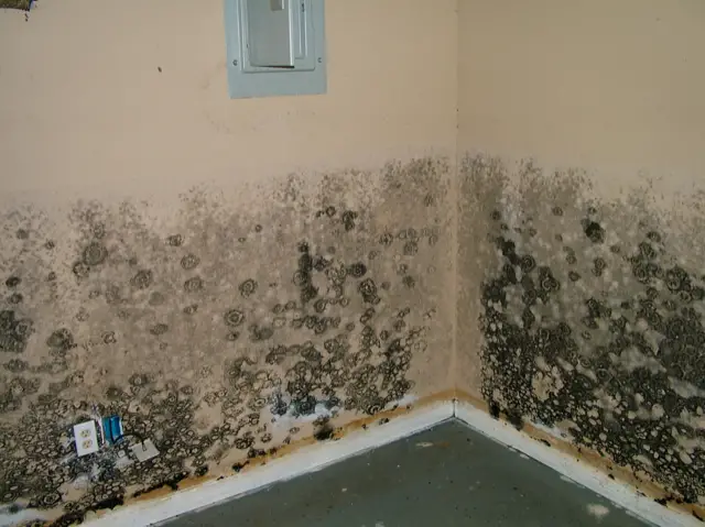 How Mold Can Affect Your Body