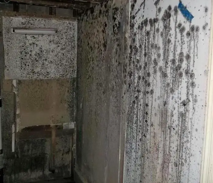 How Mold can affect your Health
