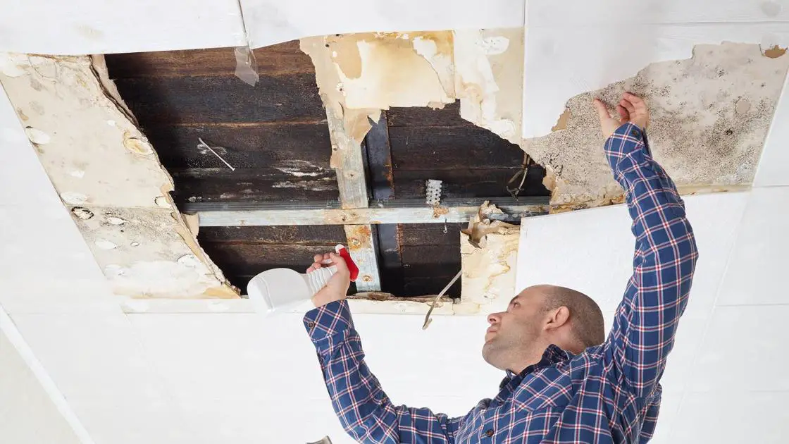 How Much Does Mold Removal Cost? This is What You Can Expect to Pay ...