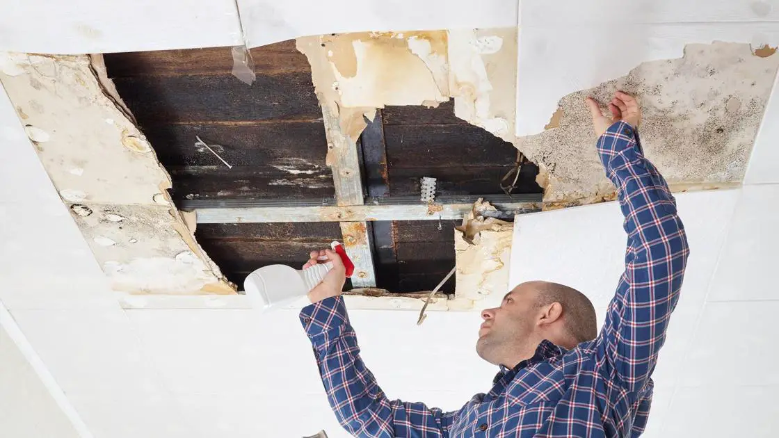 How Much Does Mold Removal Cost? This is What You Can ...