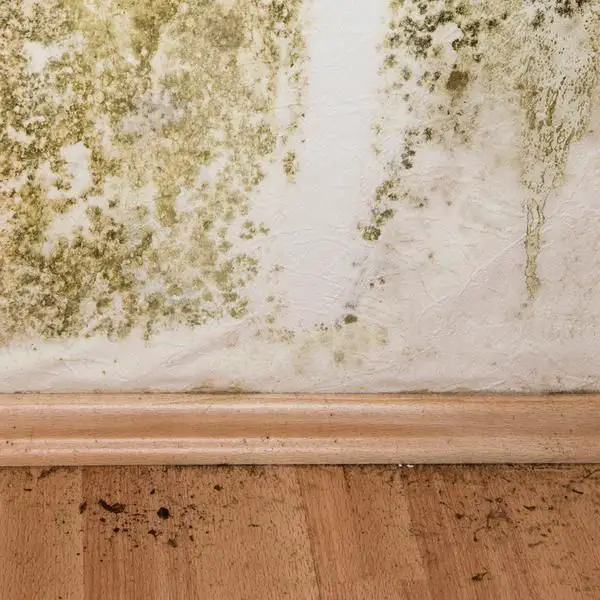 How Much Does Professional Mold Removal Cost?