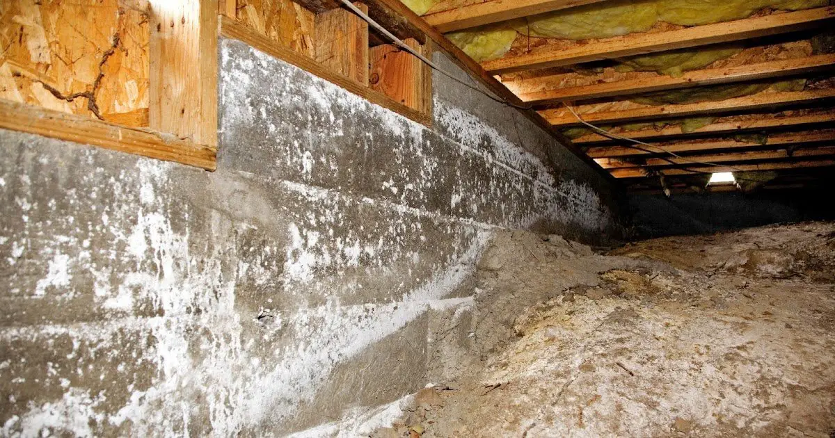 How Much To Remove Mold From Basement / Removing the Smell ...