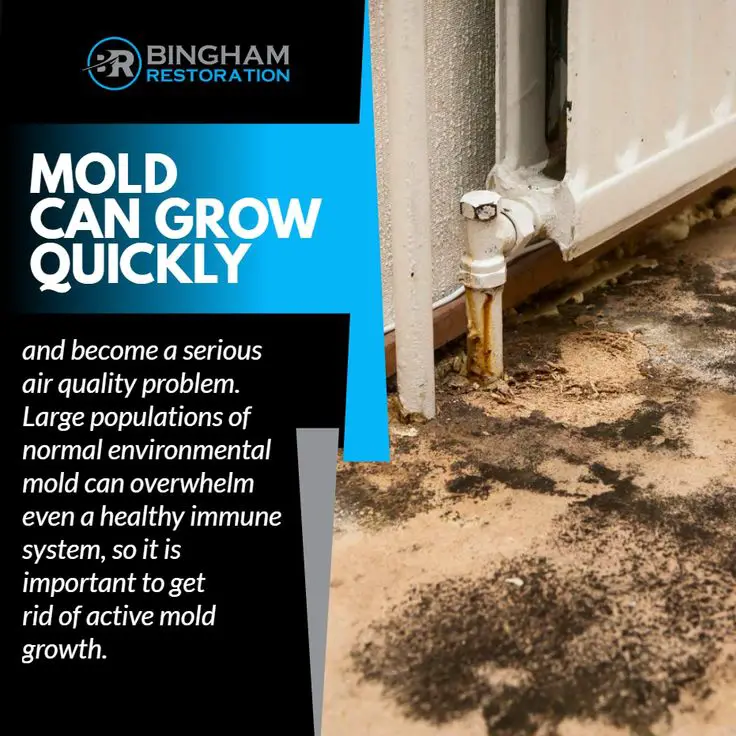 how quickly can mold grow from water damage