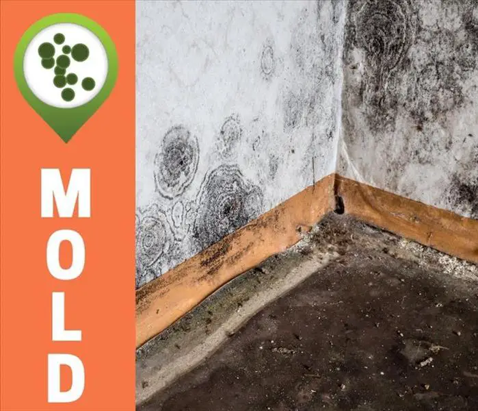 How Quickly Can Water Damage Start to Grow Mold?