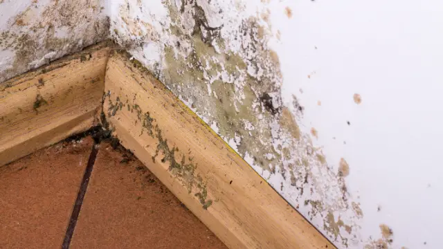 How Soon After Water Damage Does Mold Grow?  United Water Restoration ...