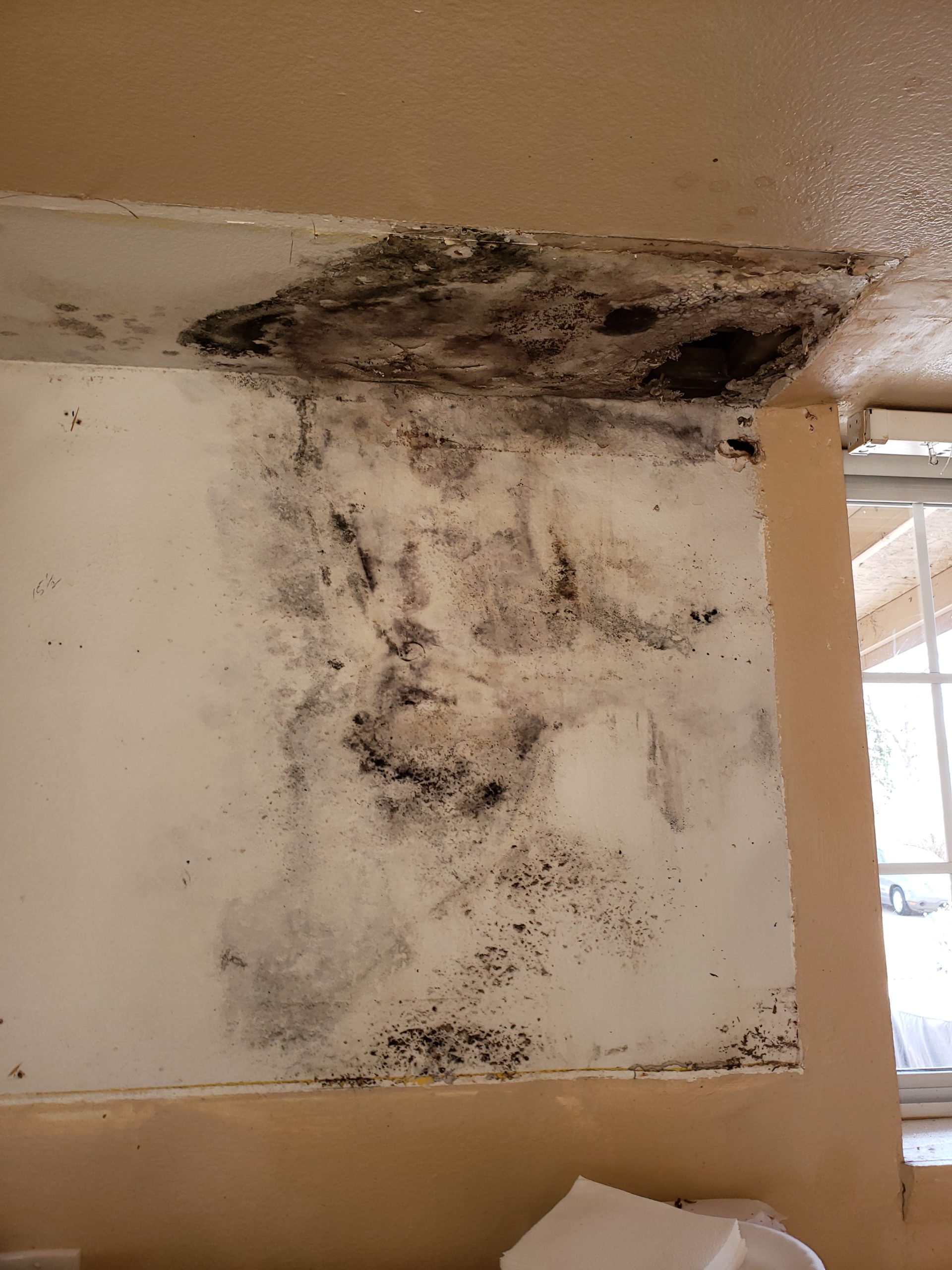 How to Check for Mold Growth in Your Home