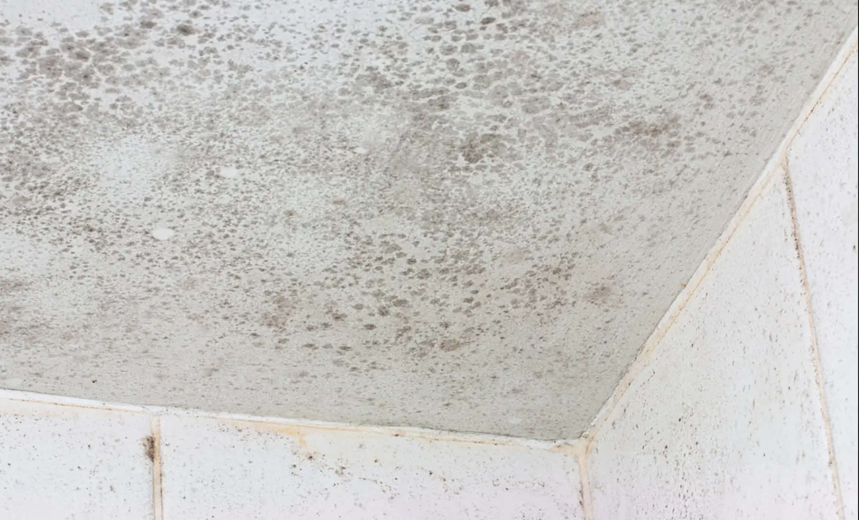 How to Clean Bathroom Ceiling Mold  Kiss it Goodbye!