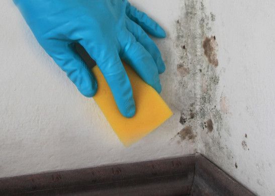 How To Clean &  Kill Mold Off Your Walls With Vinegar And ...
