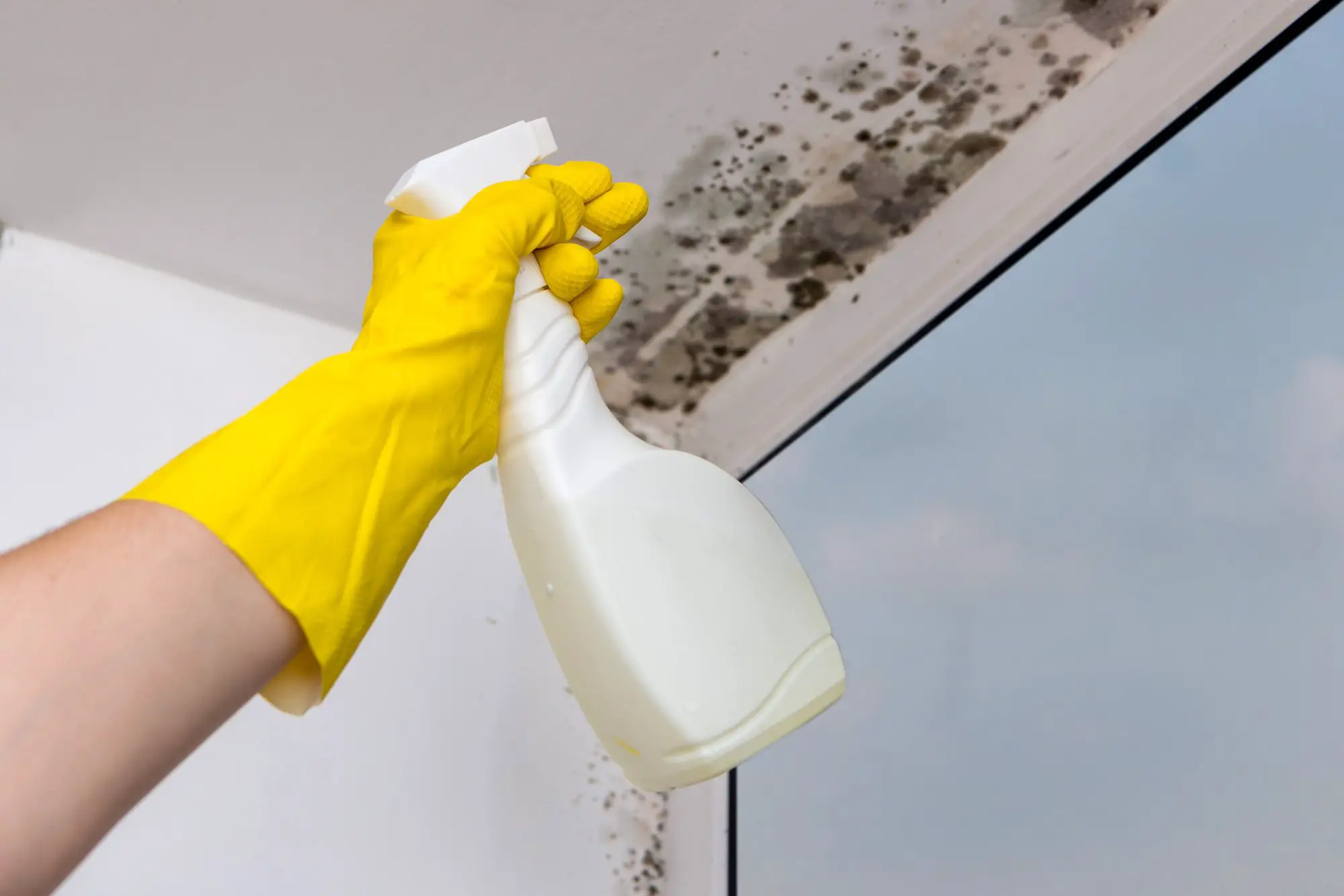 How to Clean Mold After a Flood: 6 Tips for a Quick and ...
