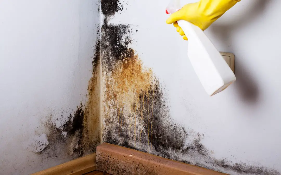 How to Clean Mold and Mildew Off Walls Before a Home Inspection