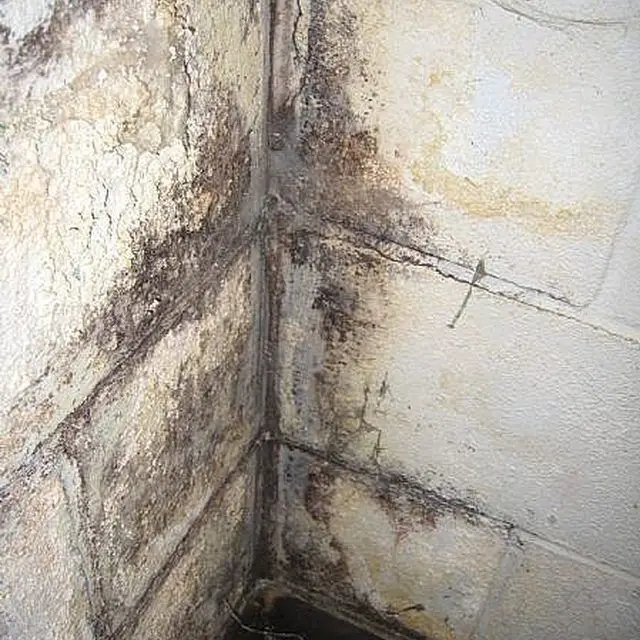 How to Clean Mold Off Basement Concrete Walls
