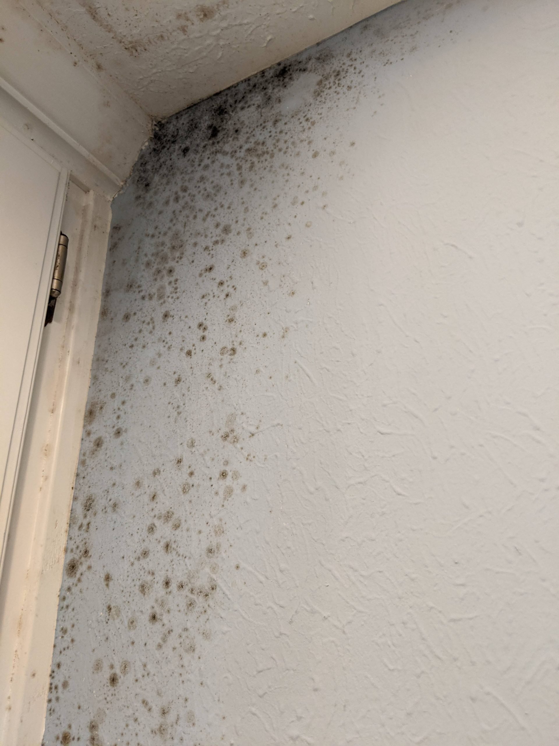 How to clean mold off bathroom wall? : howto