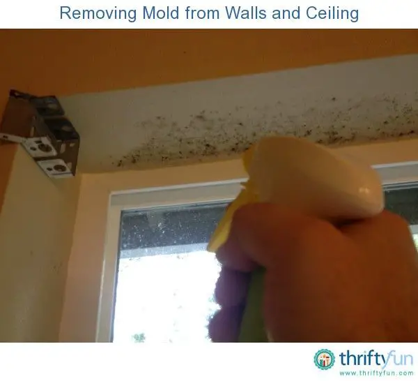 How to Clean Mold on Painted Walls and Ceiling