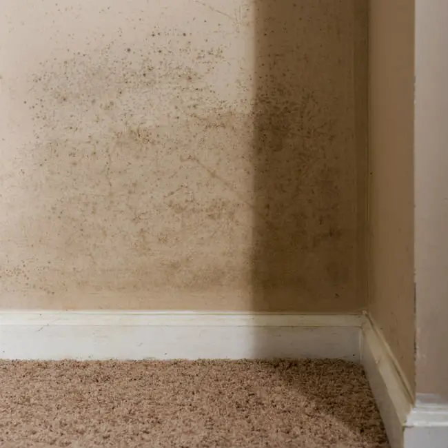 How to deal with mold between walls  TopsDecor.com
