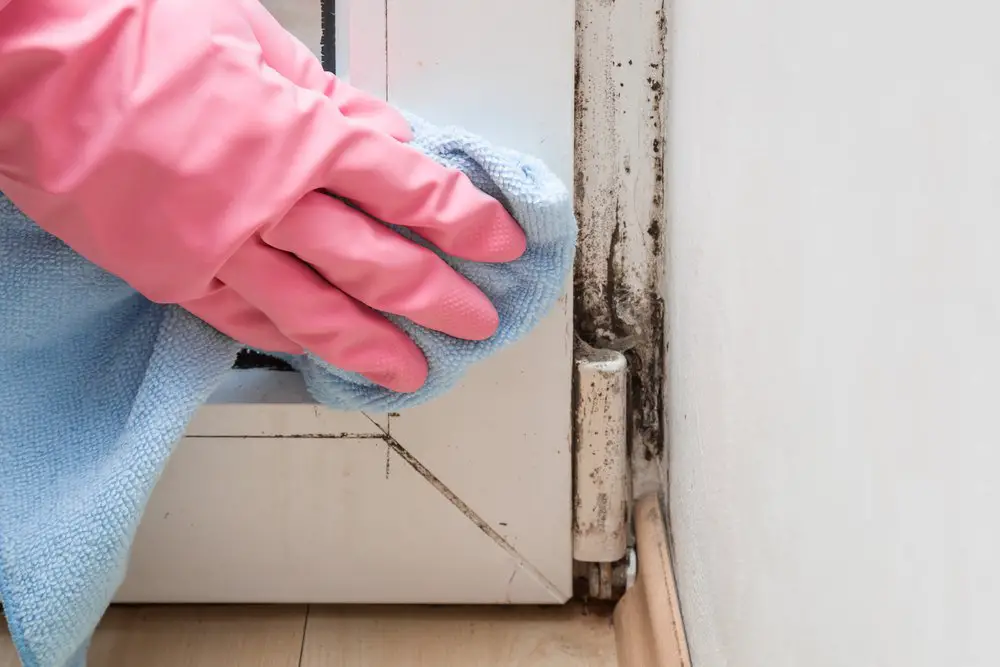 How to Deal with Mold in Your Home?