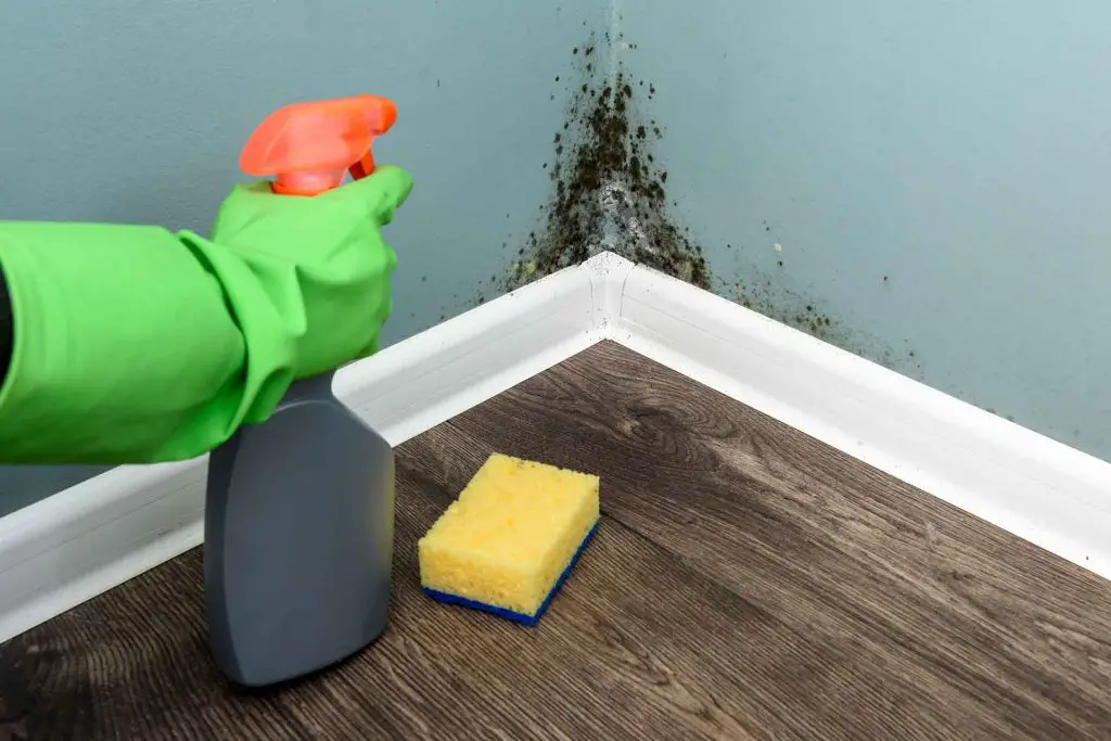 How to Deal With Mold in Your House?
