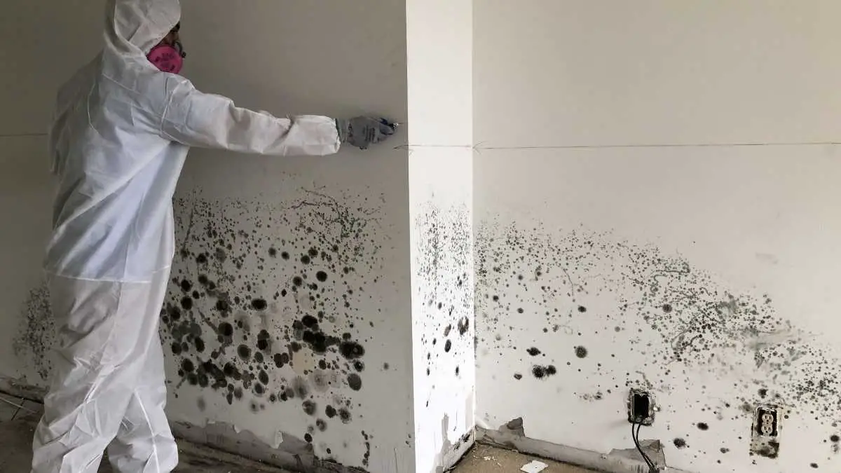 How To Detect and Remove Mold From Behind Walls