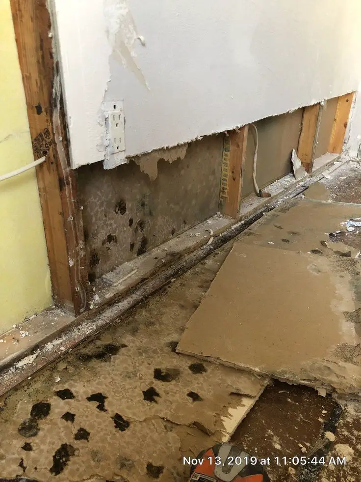 How to Detect Black Mold within Walls?