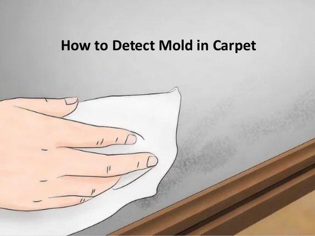 How to Detect Mold in Carpet by Carolina Water Damage ...