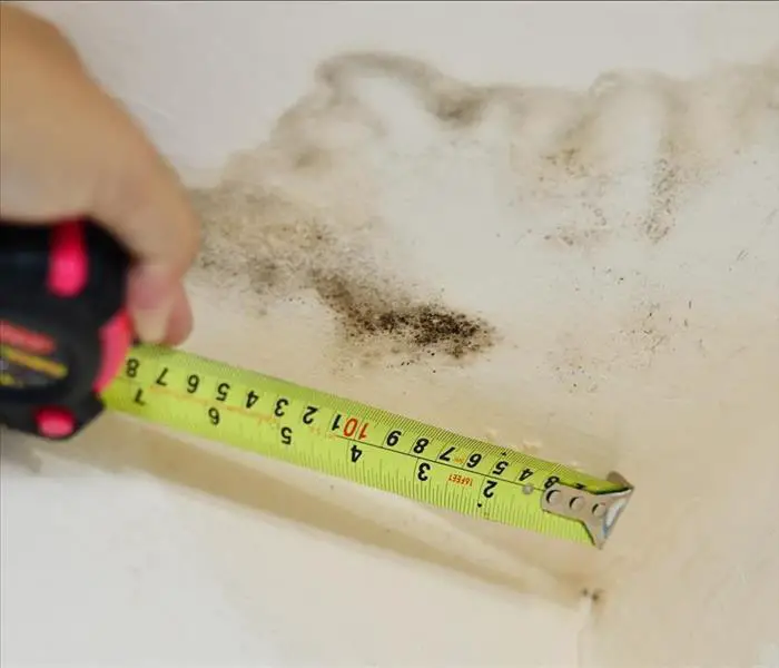 How To Differentiate Mold from Mildew