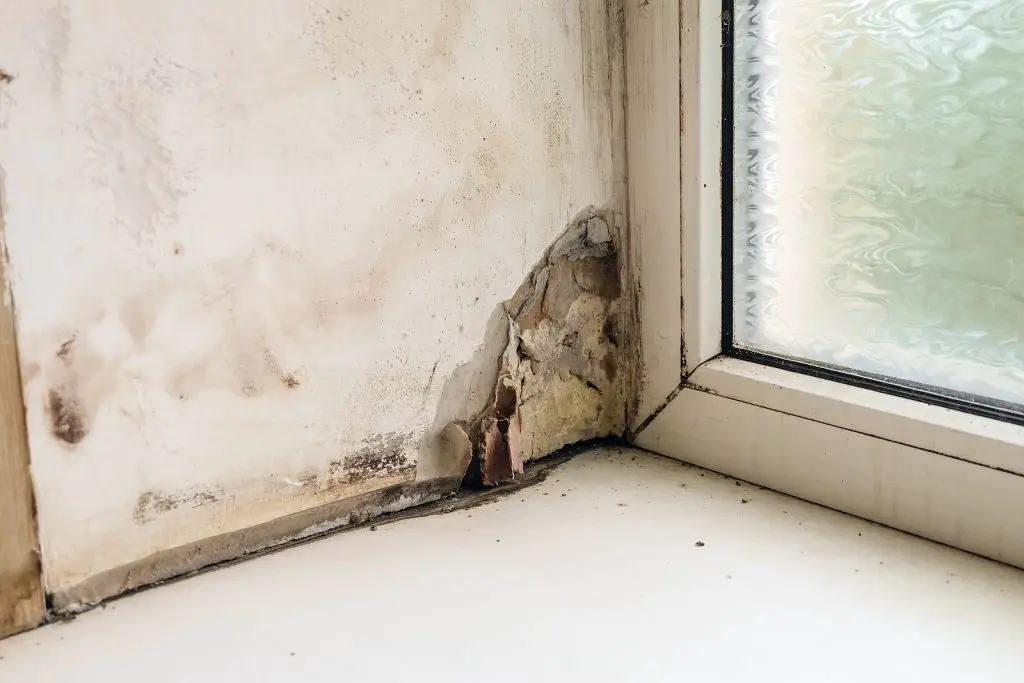 How to Eliminate Household Mold