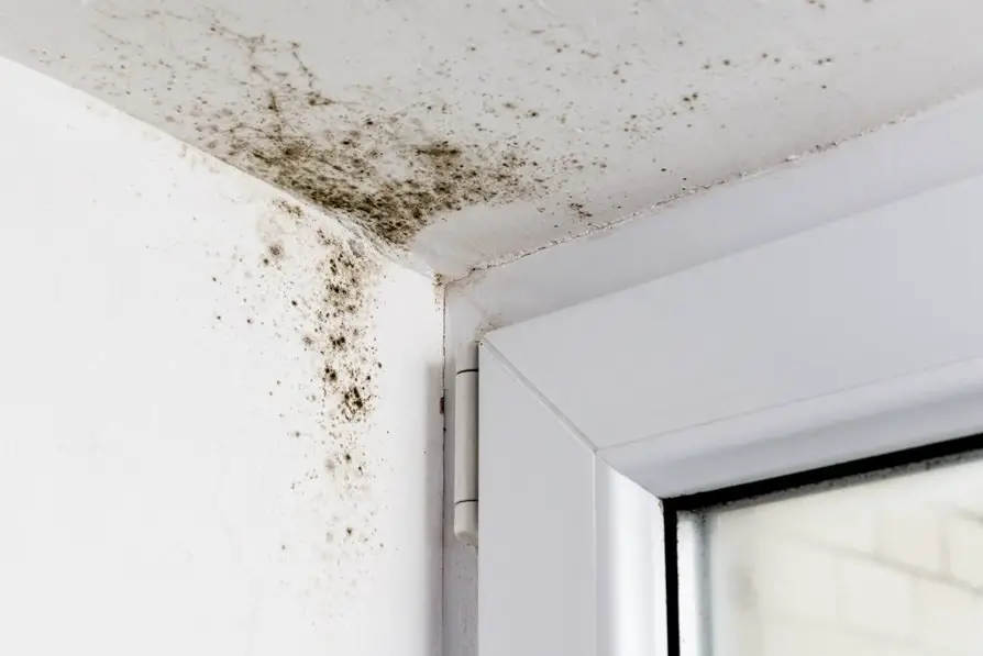 How to Find Mold in Your House: 5 Uncommon Spots You Should Check