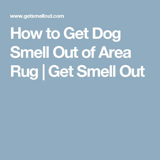 How to Get Dog Smell Out of Area Rug