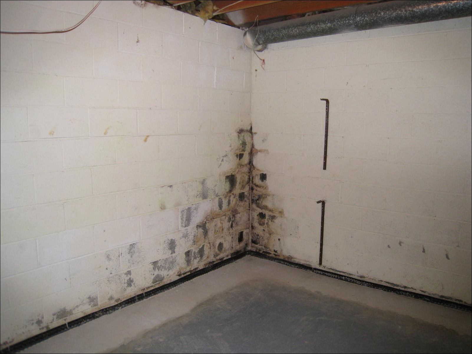 How To Get Mold Out Of Basement