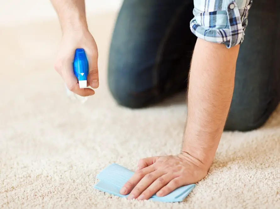How to Get Mold Out of Your Carpet for Good