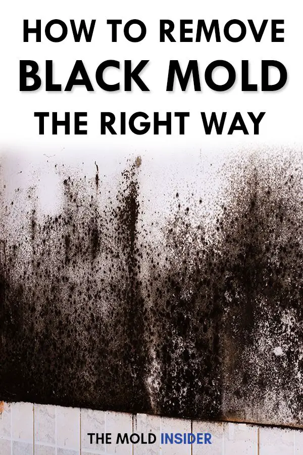 How To Get Rid of Black Mold: Black mold can be an ...