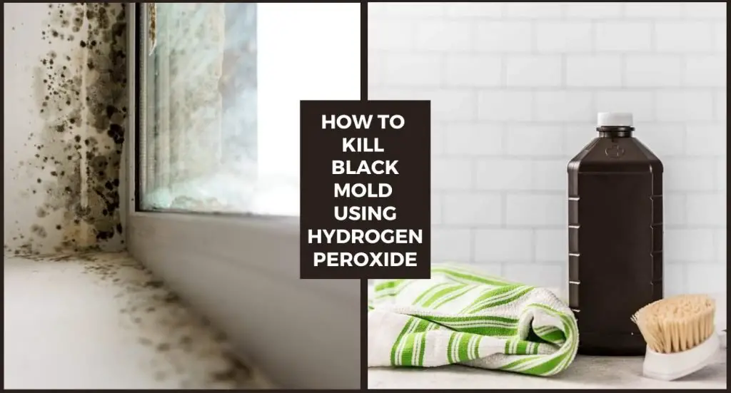 How To Get Rid Of Black Mold In House