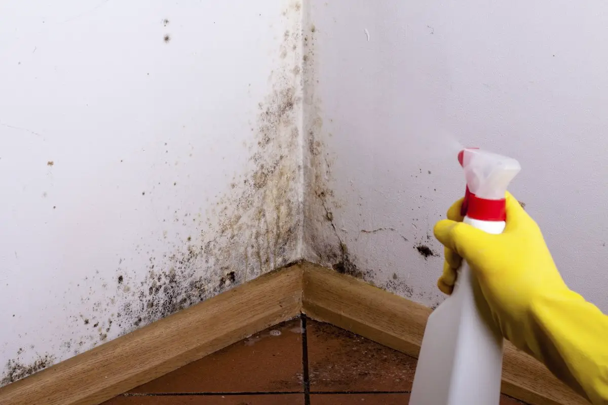 How To Get Rid Of Black Mold In Your House Without Chemicals ...