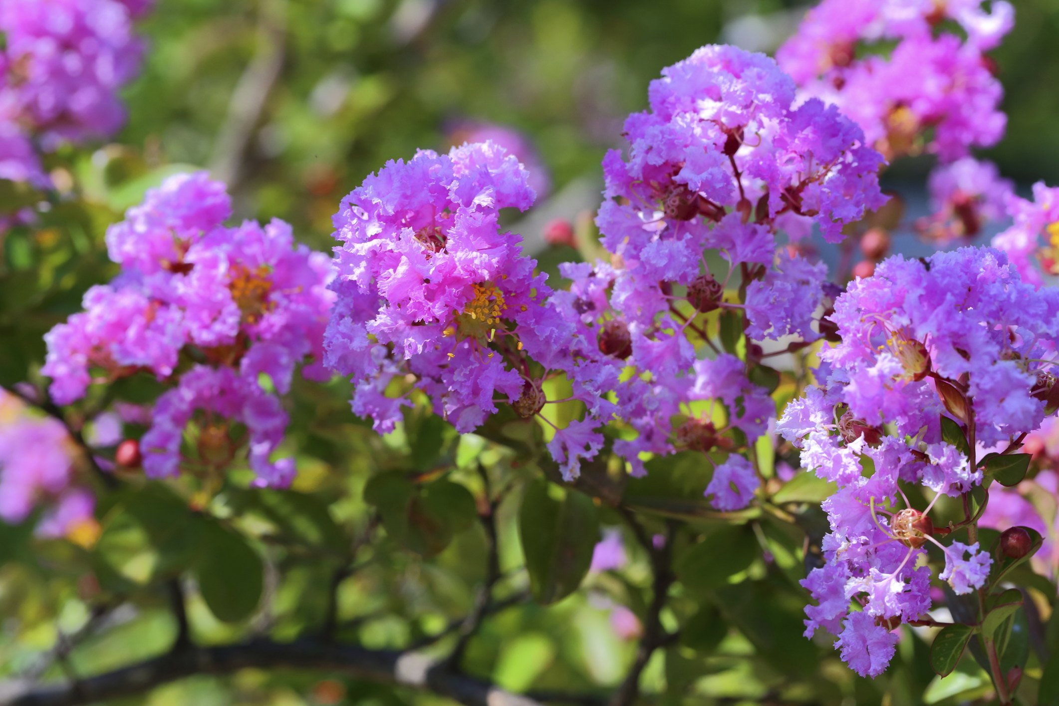 How to Get Rid of Black Mold on Crepe Myrtles