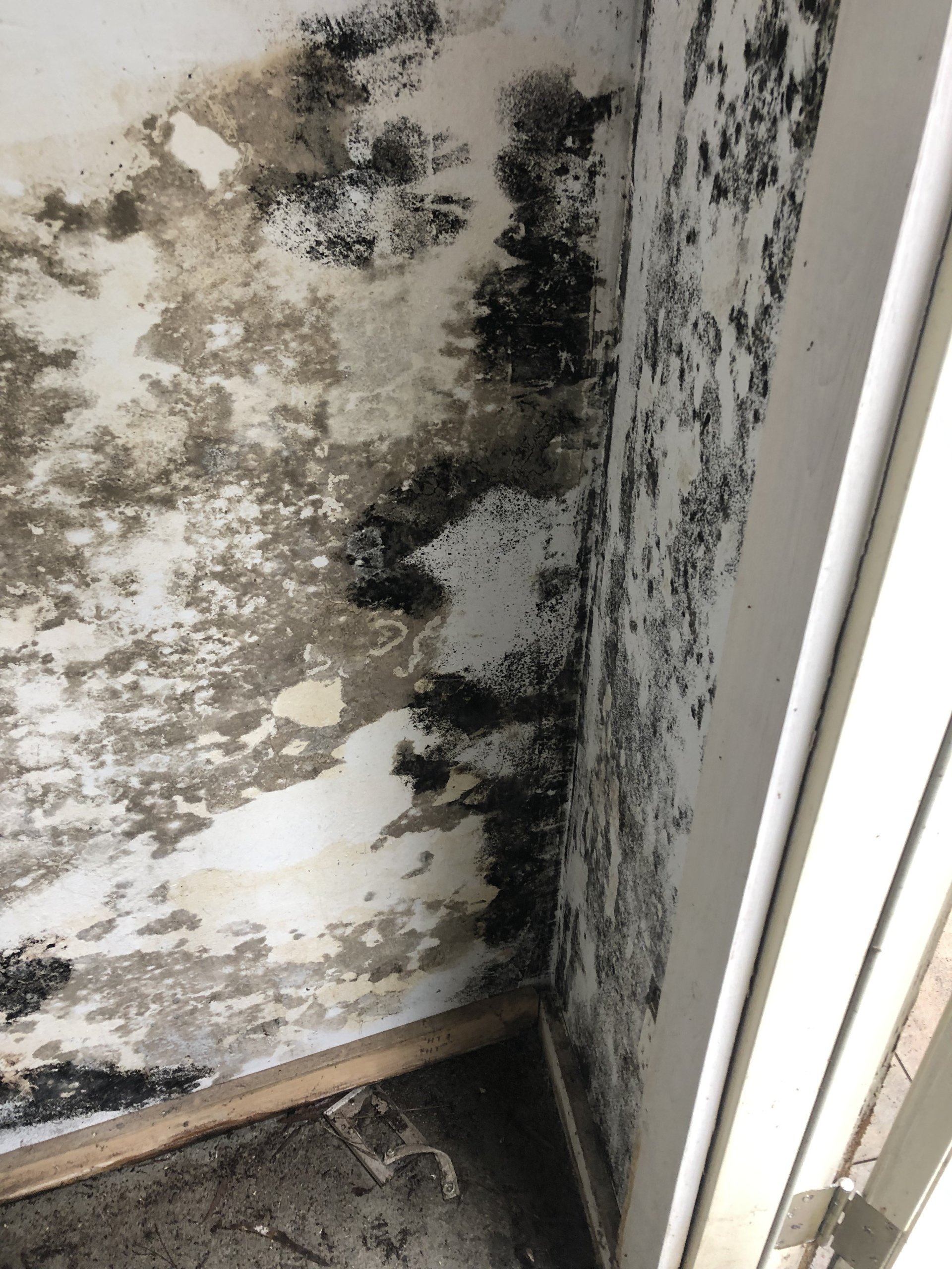 How to get rid of black mold on wood?