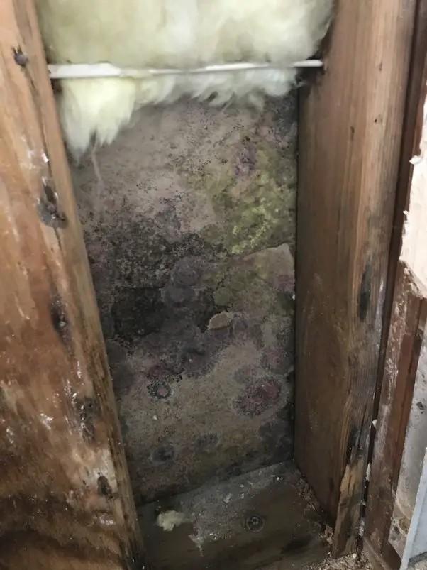 How to get rid of black mold under your house