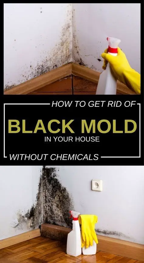 How to get rid of Mold and Mildew at home in 2020 (With ...