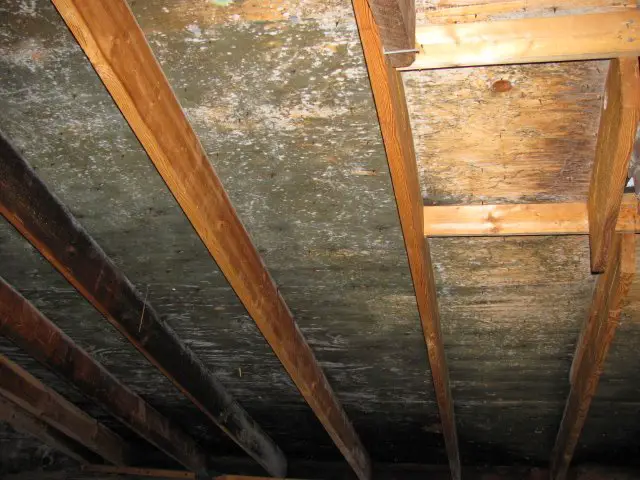 How To Get Rid Of Mold In Attic Rafters