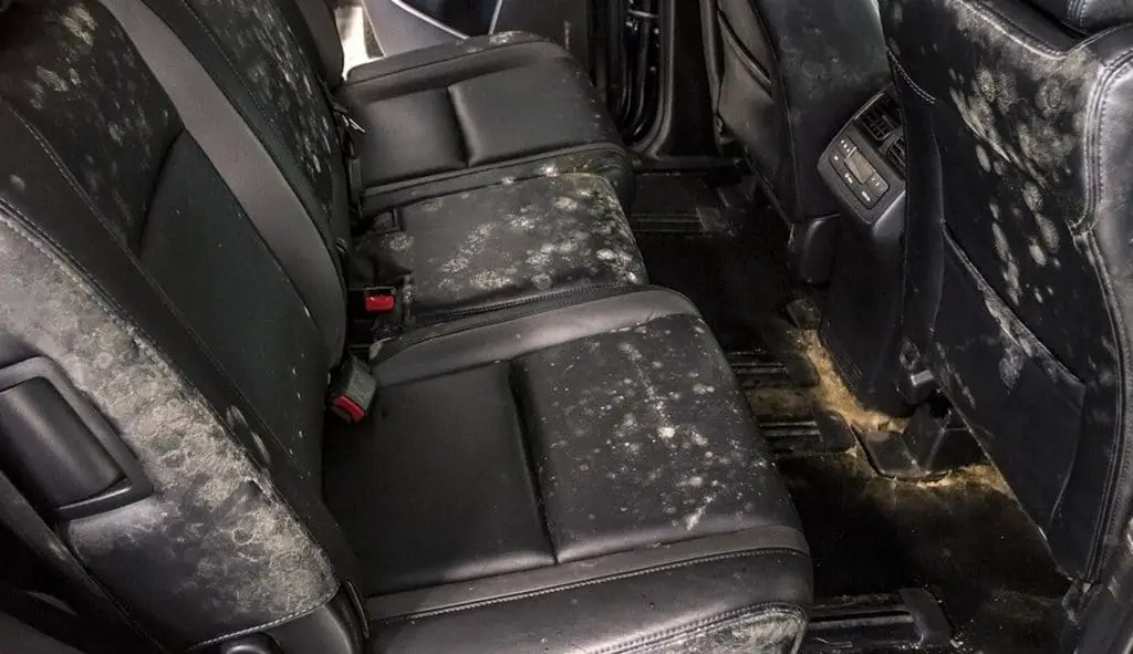 How to Get Rid of Mold in Car