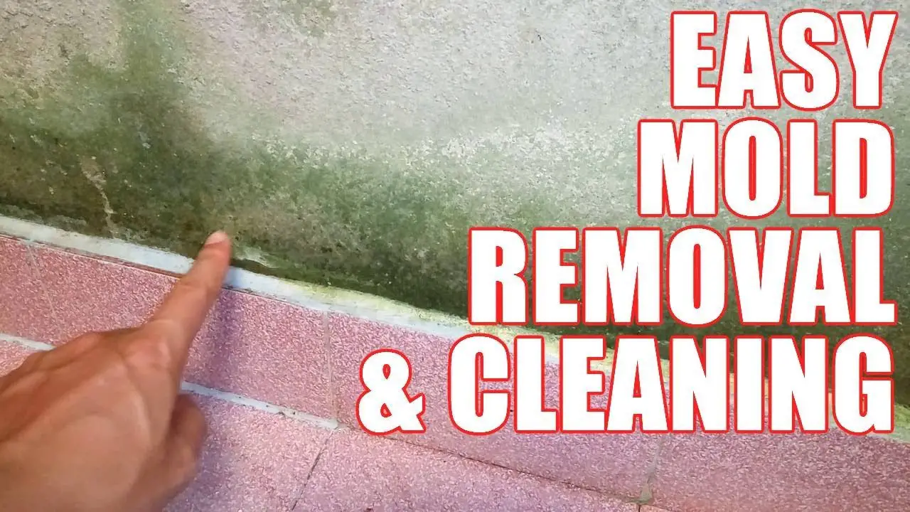 How to Get Rid of Mold in House â Cleaning &  Removing Mold ...