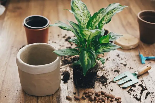 How To Get Rid Of Mold In Houseplant Soil
