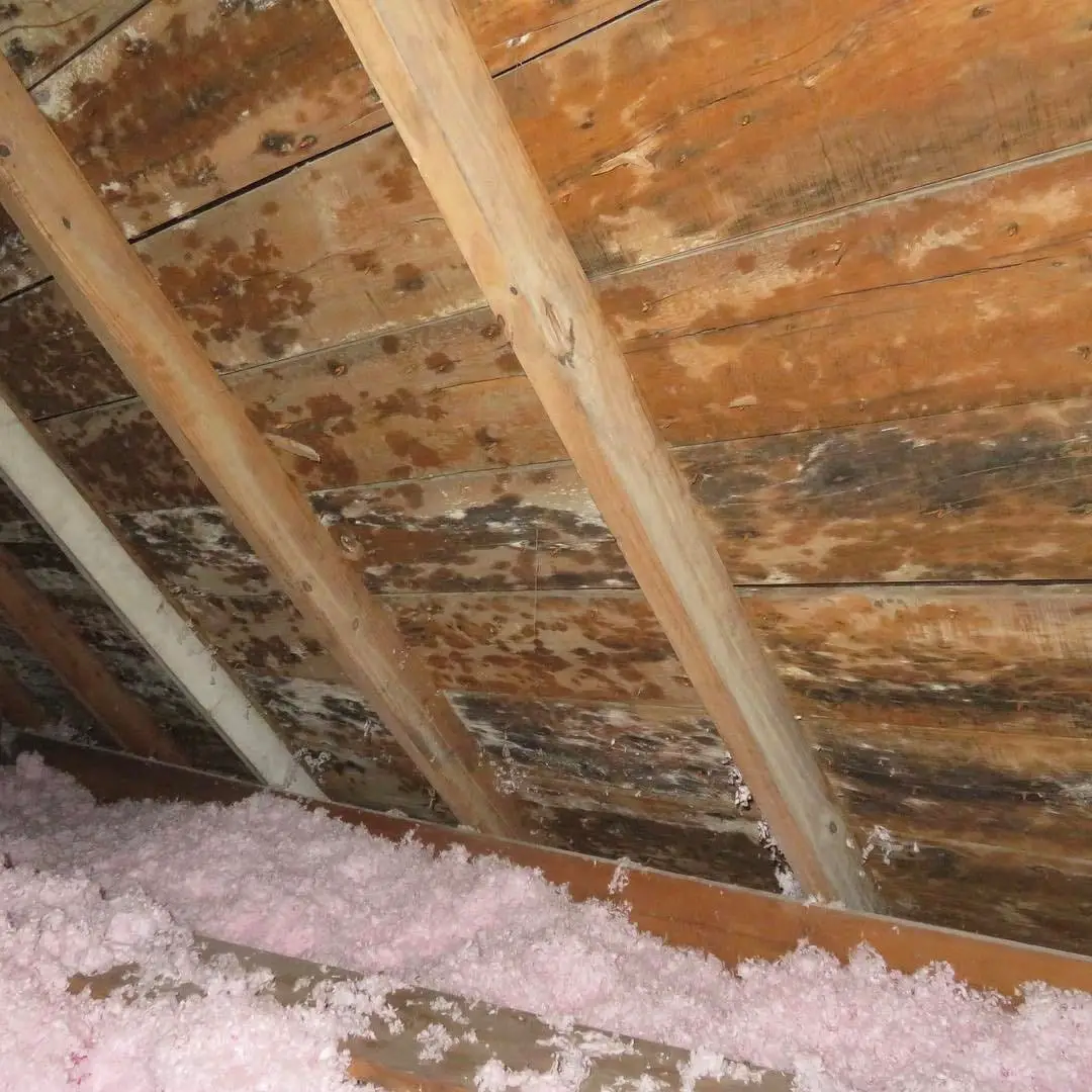 How To Get Rid Of Mold In Your Attic