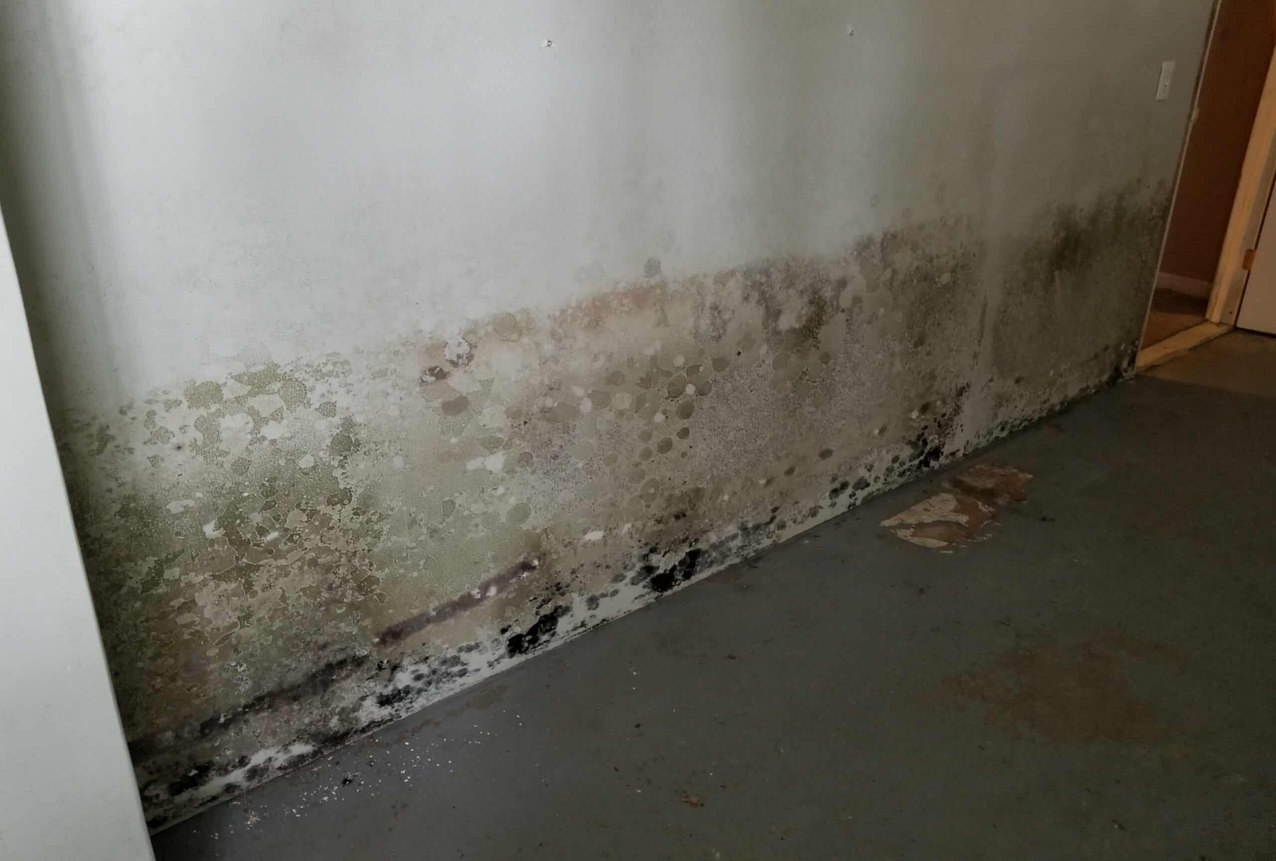 How To Get Rid Of Mold In Your Basement (Quickly &  Easily!) â Upgraded Home