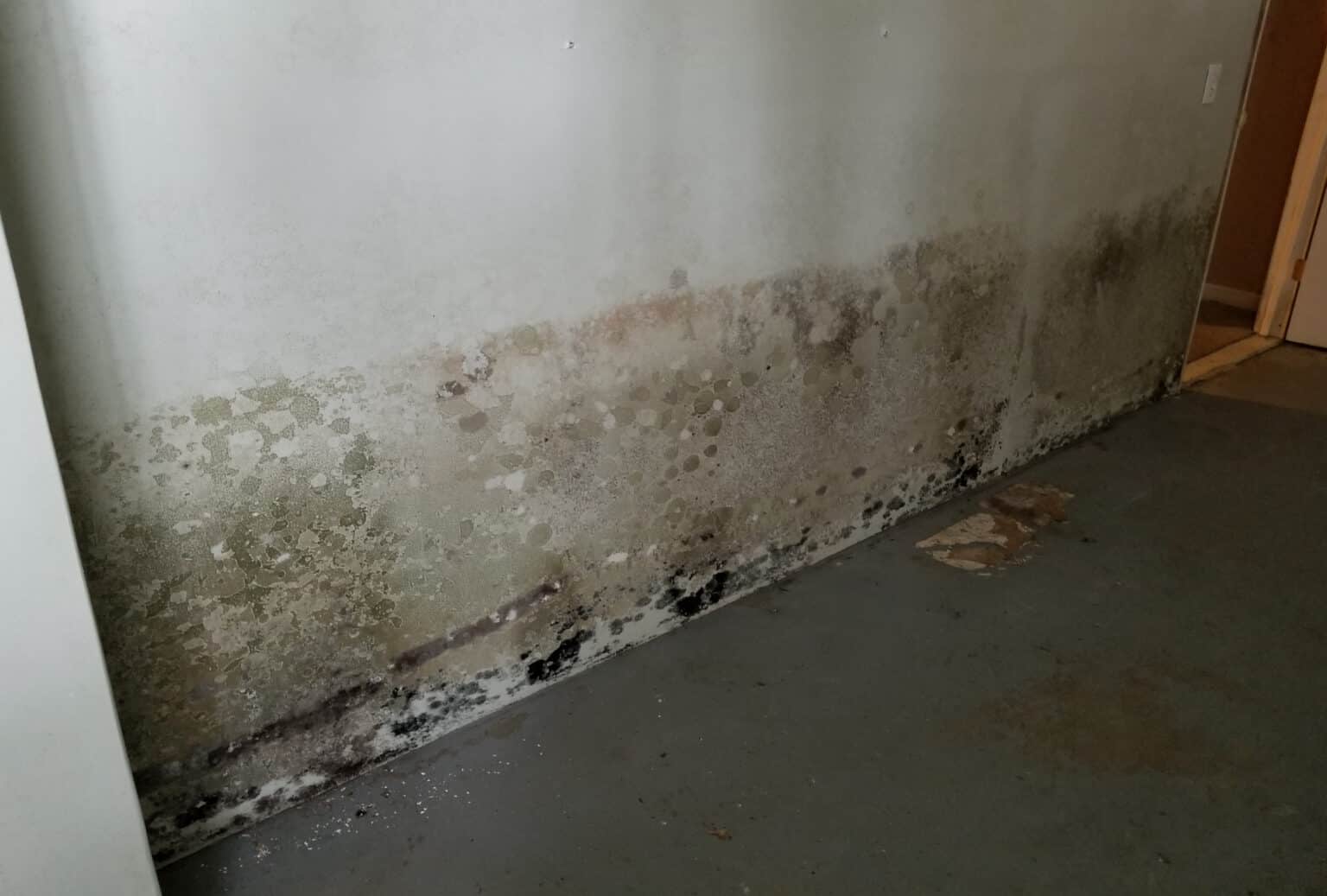 How To Get Rid Of Mold In Your Basement (Quickly &  Easily ...