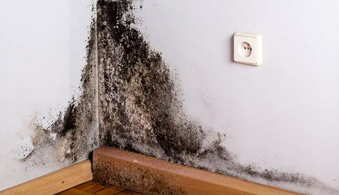 How to Get Rid Of Mold in Your Home