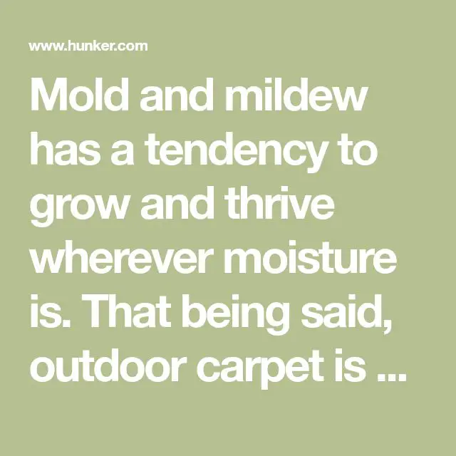 How to Get Rid of Mold Moss &  Mildew on Outdoor Carpet