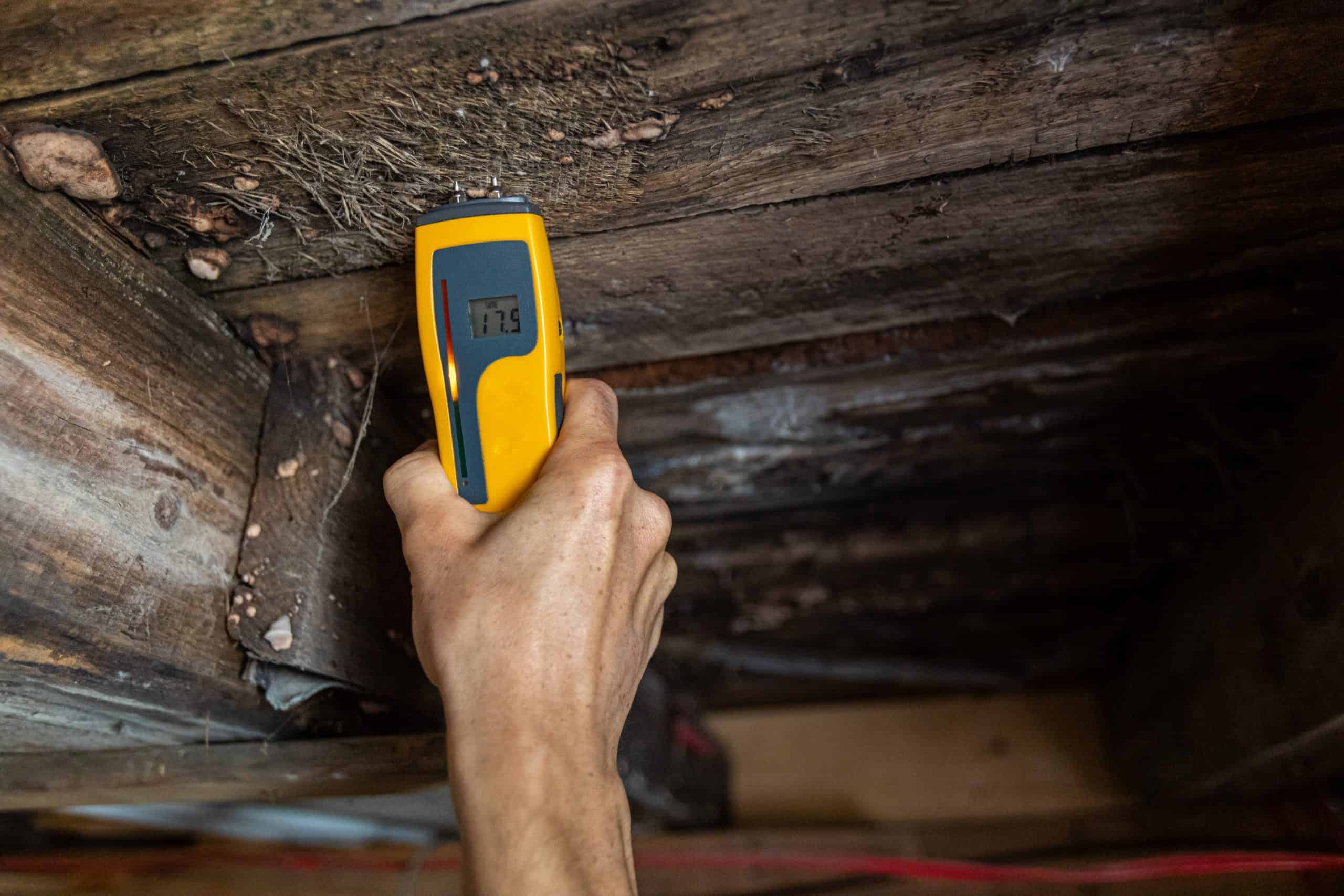 How to Get Rid of Mold on Floor Joists in a Crawl Space ...
