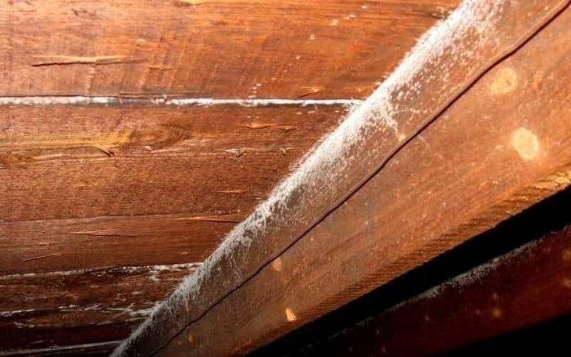 How To Get Rid of Mold on Floor Joists in Crawl Space ...
