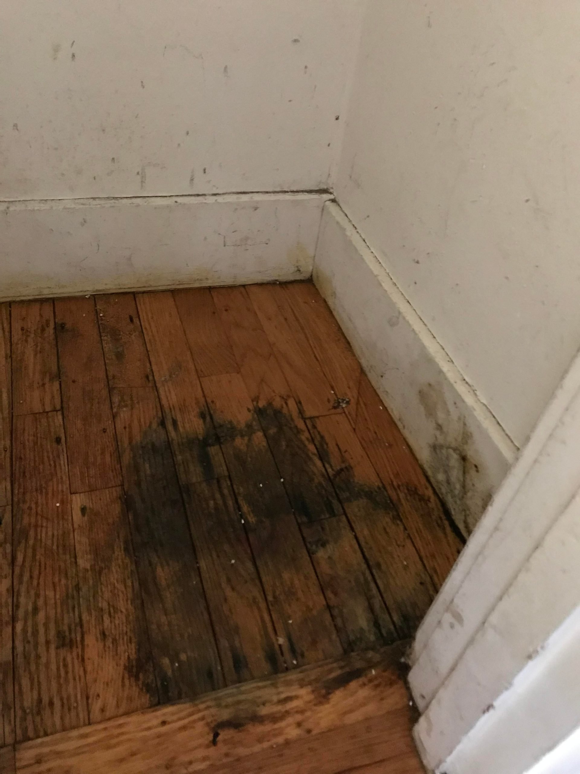 How to get rid of mold on floorboards? : howto