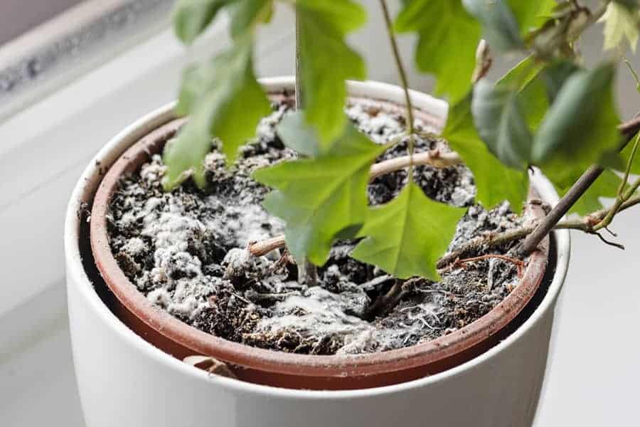 How to Get Rid of Mold on Plant Soil: Prevention and ...